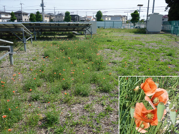 外来植物（ナガミヒナゲシ）植生のようす