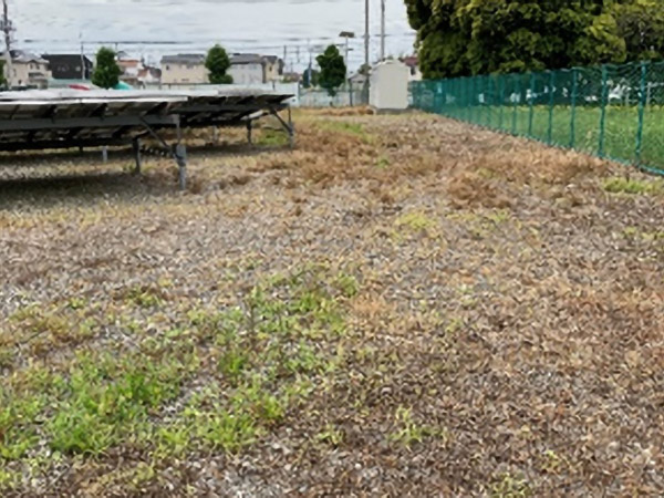 外来植物（ナガミヒナゲシ）駆除後のようす