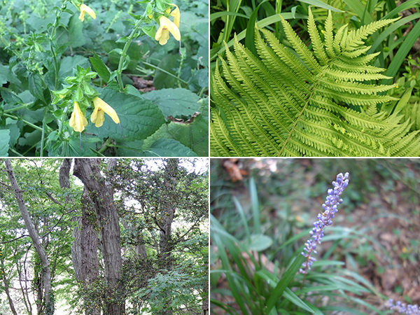 勝田工場の自然林に生息する植物