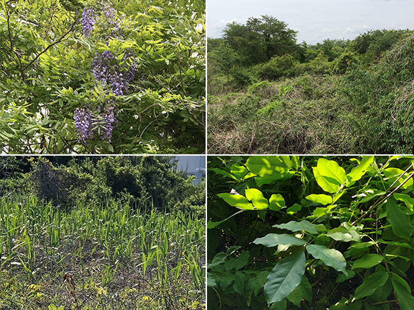 佐和工場の自然環境保護区に生息する植物